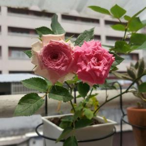 我新添加了一棵“粉紅玫瑰”到我的“花園”。