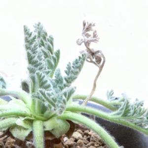 Pelargonium Appendiculatum 羽葉洋葵