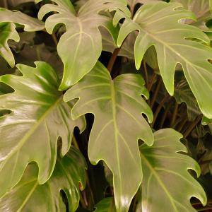 Name: Lacy tree Philodendron
Latin: Philodéndron bipinnatifidum
Origin: South America
Plant height: 50 - 150 cm
Reproduction:  #Stems  
Difficulty level:  #Medium  
Tags:  #SouthAmerica   #Philodndronbipinnatifidum  

