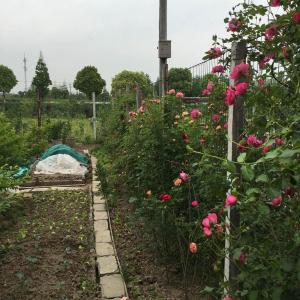 a花园