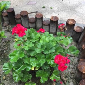 我新添加了一棵“石蜡红”到我的“花园”