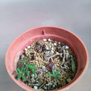 我新添加了一棵“紫米”到我的“花園”。