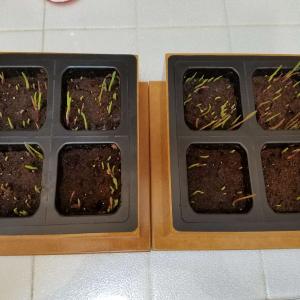 Day 5, on 05.15.18. Left is Box 1, Right is Box 2. 😄🌱