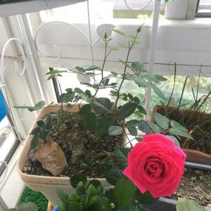 我新添加了一棵“月季小玫”到我的“花园”