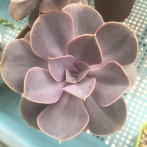 紫珍珠