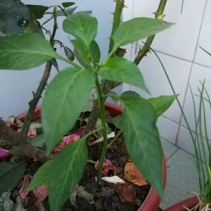 我新添加了一棵“朝天椒”到我的“花园”