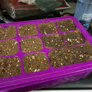 我新添加了一棵“紫苏  矮牵牛  香豌豆”到我的“花园”