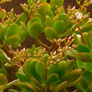 Name: Silver dollar plant
Latin: Crassula arborescens
Origin: Africa
Plant height: 60 - 120 cm
Reproduction:  #Stems  
Difficulty level:  #Easy  
Tags:  #Africa   #Crassulaarborescens  

