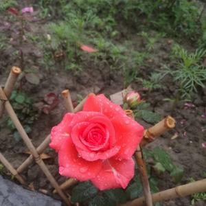 我新添加了一棵“艳粉玫瑰”到我的“花园”