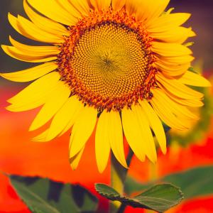 Name: Sunflower
Latin: Helianthus annuus
Origin: South America
Plant height: 40 - 80 cm
Reproduction:  #Seeds  
Difficulty level:  #Medium  
Tags:  #SouthAmerica   #Helianthusannuus  

