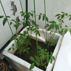 我新添加了一棵“小西红柿”到我的“花园”