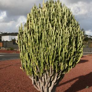 名称： #彩云阁  
            英文名称：Euphorbia trigona 
别名：彩云阁、彩云阁
科： #大戟科  
属： #大戟属  
原产非洲南部纳米比亚的热带地区的灌木,可用扦插繁殖。整体直立挺拔的株型总给人以积极向上感觉,而那适应环境而选择出现与否的叶片常常为它带来些许与时俱进的变化。茎干上那一抹绚丽的颜色则更像是环境赐予它的意外惊喜,宛若彩云点缀在这如簇的山峰间。