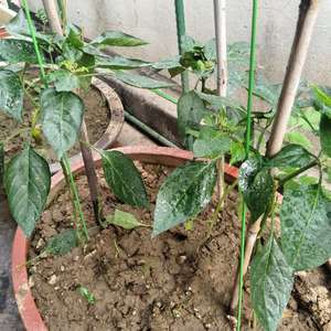 我新添加了一棵“青椒”到我的“花园”