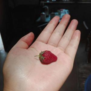 草莓🍓