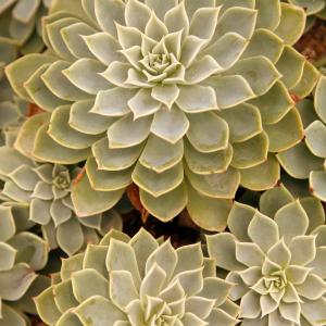Name: Moulded wax
Latin: Echeveria agavoides
Origin: Central America
Plant height: 5 - 15 cm
Reproduction:  #Layering  
Difficulty level:  #Easy  
Tags:  #CentralAmerica   #Echeveriaagavoides  

