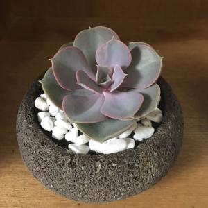 DUANG!我新添加了一棵“紫珍珠”到我的“花园”，这是它的第一篇成长志,还请花友们多多关照噢！