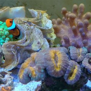 水族 珊瑚缸