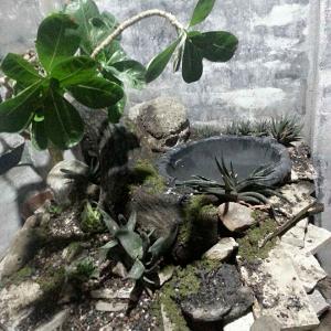 我新添加了一棵“微型苔蘚+百合2”到我的“花園”。