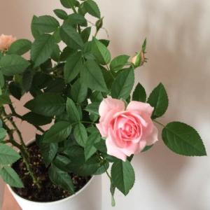 我新添加了一棵“微型玫瑰”到我的“花园”
