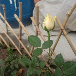 我新添加了一棵“香槟玫瑰”到我的“花园”