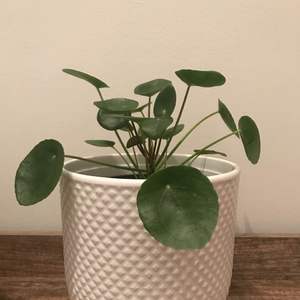 Pilea or Chinese Money Plant