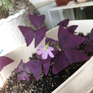 我新添加了一棵“紫叶酢浆草”到我的“花园”