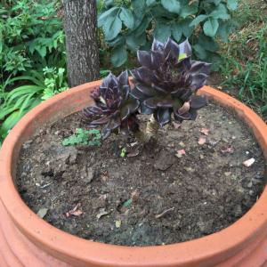 DUANG!我新添加了一棵“黑王子”到我的“花园”，这是它的第一篇成长志,还请花友们多多关照噢！