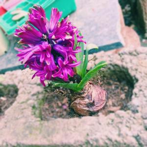 我新添加了一棵“紫风信子”到我的“花园”