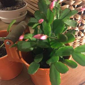 仙人掌·蟹爪莲·粉花 Schlumbergera truncata - pink
