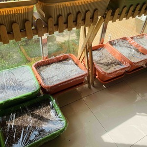 阳台花架利用起来，开始种菜啦！
有：快菜、紫油菜、绿油菜、菠菜、生菜、油麦菜