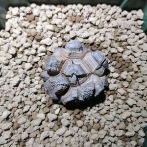 南非龟甲龙17