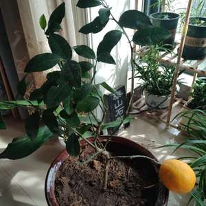 我新添加了一棵“柠檬树”到我的“花园”