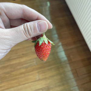 草莓 章姬
