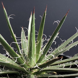 The Agave Schidigera is a stunning succulent with a single rosette of slender spiky leaves that is dark green with conspicuous white swirly hairs on the leaf margins. Slow growing and not a difficult one to care for.