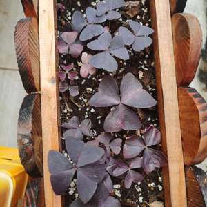 花园～紫色酢浆草（种球）
