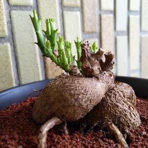 我新添加了一棵“狗奴子麒麟 Euphorbia knuthii”到我的“花園”。