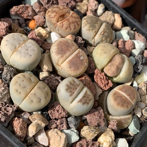 Lithops Pseudotruncatella (Truncate Living Stone)