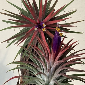 Both flowering at the same time.