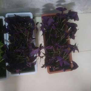 我新添加了一棵“紫叶醡浆”到我的“花园”