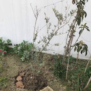 我新添加了一棵“橄榄”到我的“花园”