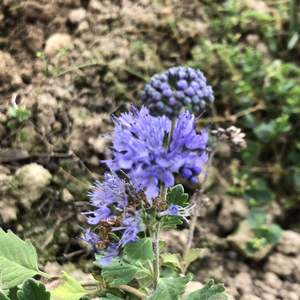 去年十月購入的蘭香草，已經適應山上的環境，在強日照之下，開出了相當濃烈的藍紫色花