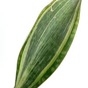 Sansevieria Masoniana f. Variegata (Mason’s Congo)