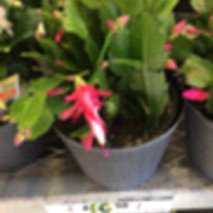 仙人掌·蟹爪莲·红花 Schlumbergera truncata - red