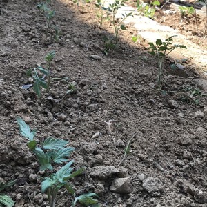前些日子种下了5棵草莓、12棵西红柿和若干棵圣女果，都已成活。3棵蓝莓也纷纷抽芽了。