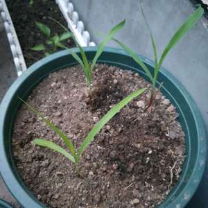我新添加了一棵“玉米2”到我的“花园”