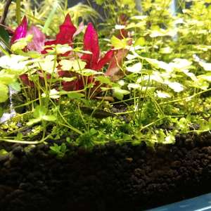 我新添加了一棵“鱼缸里面的植物”到我的“花园”