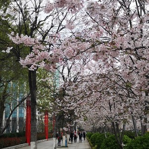 午后散步赏花，青岛的春天如此美丽。