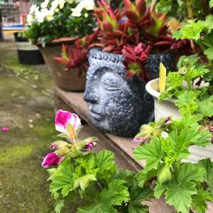 我新添加了一棵“天竺葵- -戴丝”到我的“花园”