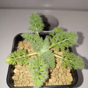 Pelargonium appendiculatum 羽叶洋葵