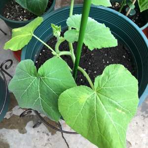 我新添加了一棵“butternut 南瓜🎃”到我的“花园”